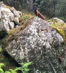 Корсика
